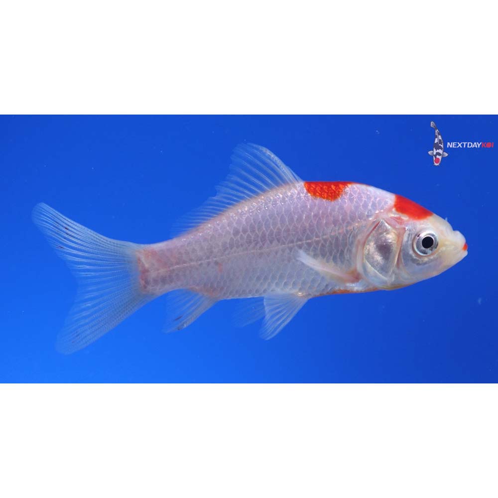 3.5” Imported Sarasa Comet