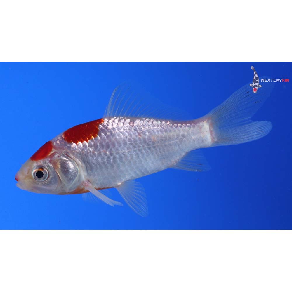 3.5” Imported Sarasa Comet