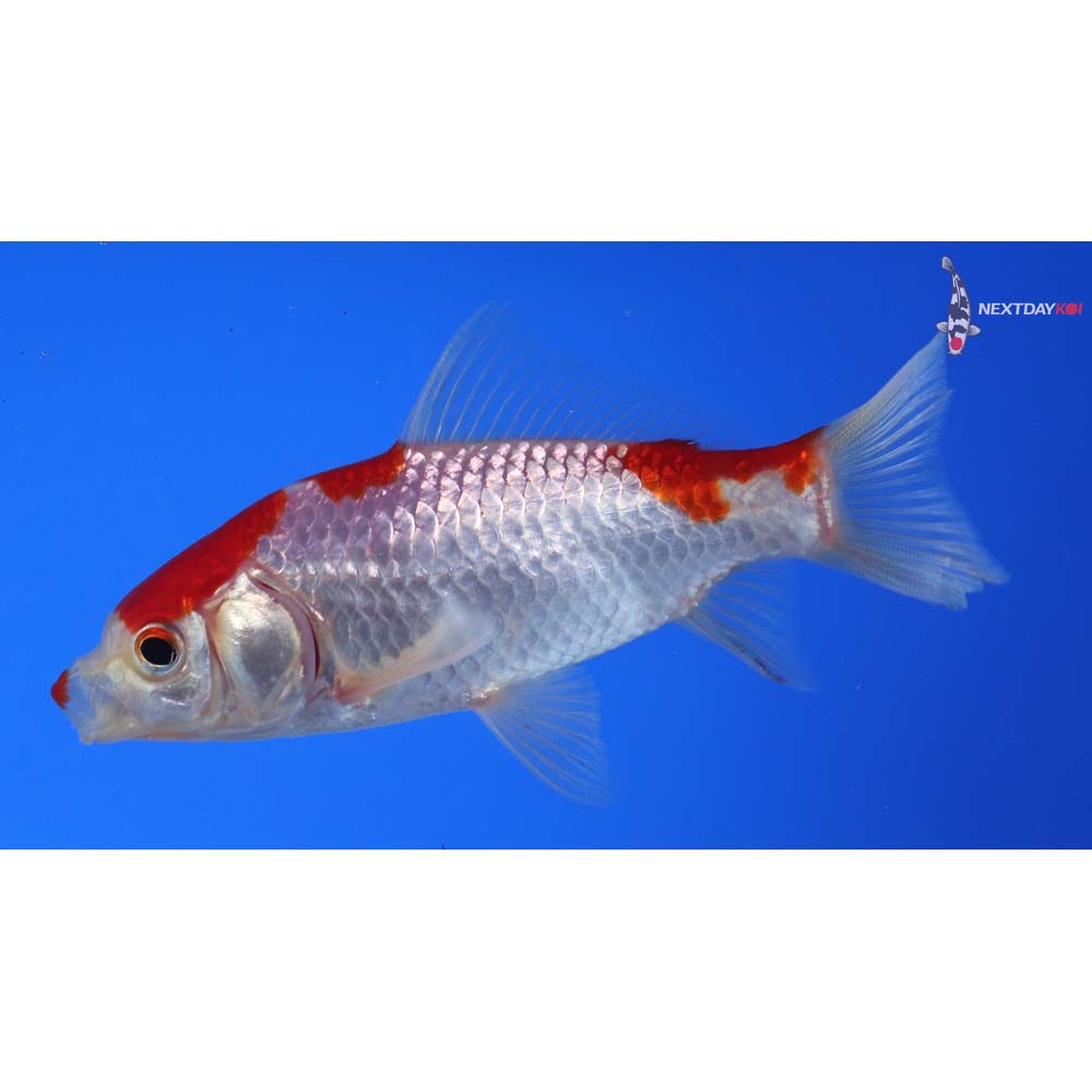 4” Imported Sarasa Comet