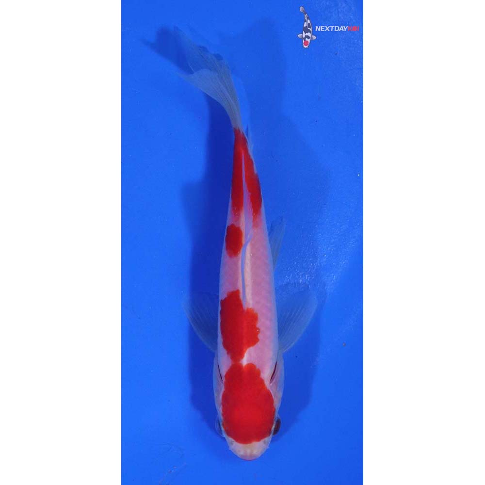4” Imported Sarasa Comet