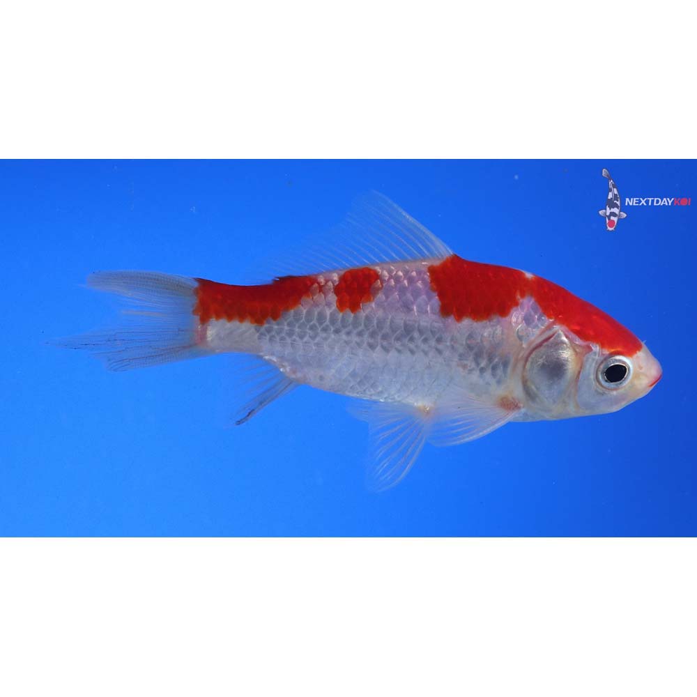 4” Imported Sarasa Comet