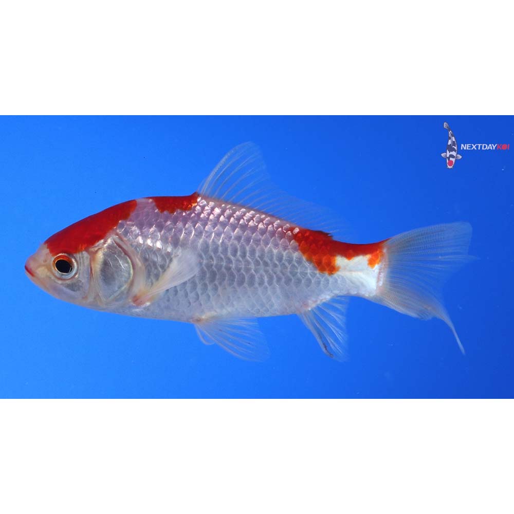 4” Imported Sarasa Comet