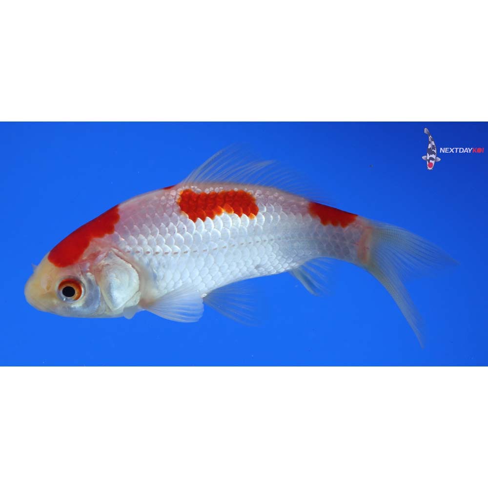 4” Imported Sarasa Comet