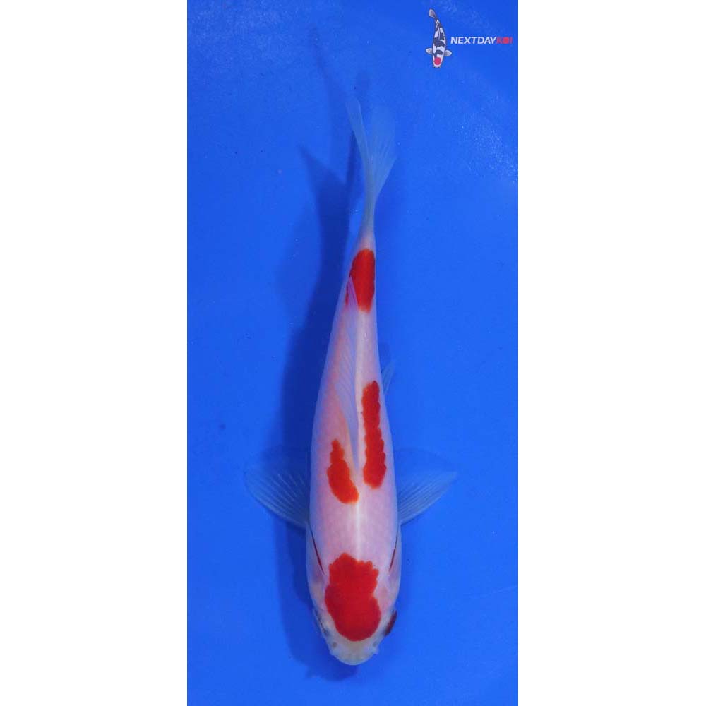 4” Imported Sarasa Comet