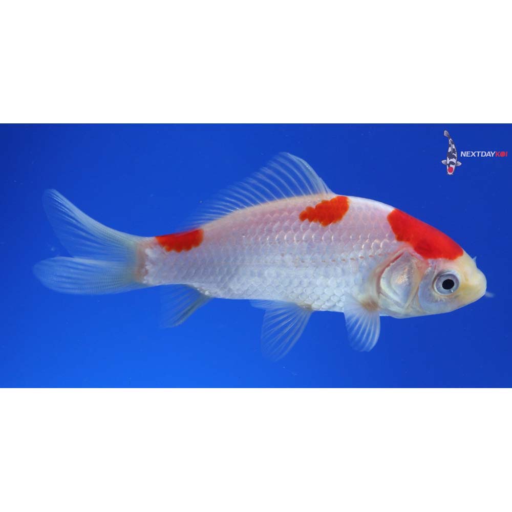 4” Imported Sarasa Comet