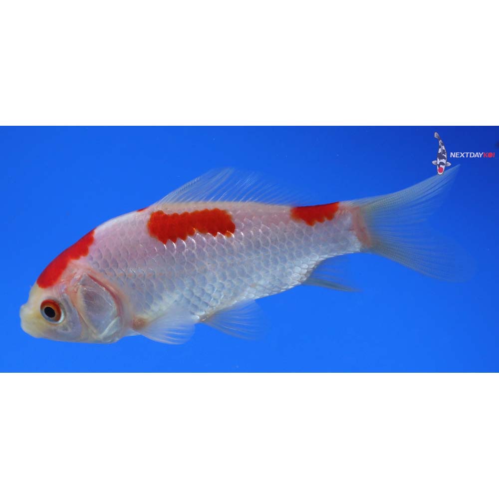 4” Imported Sarasa Comet
