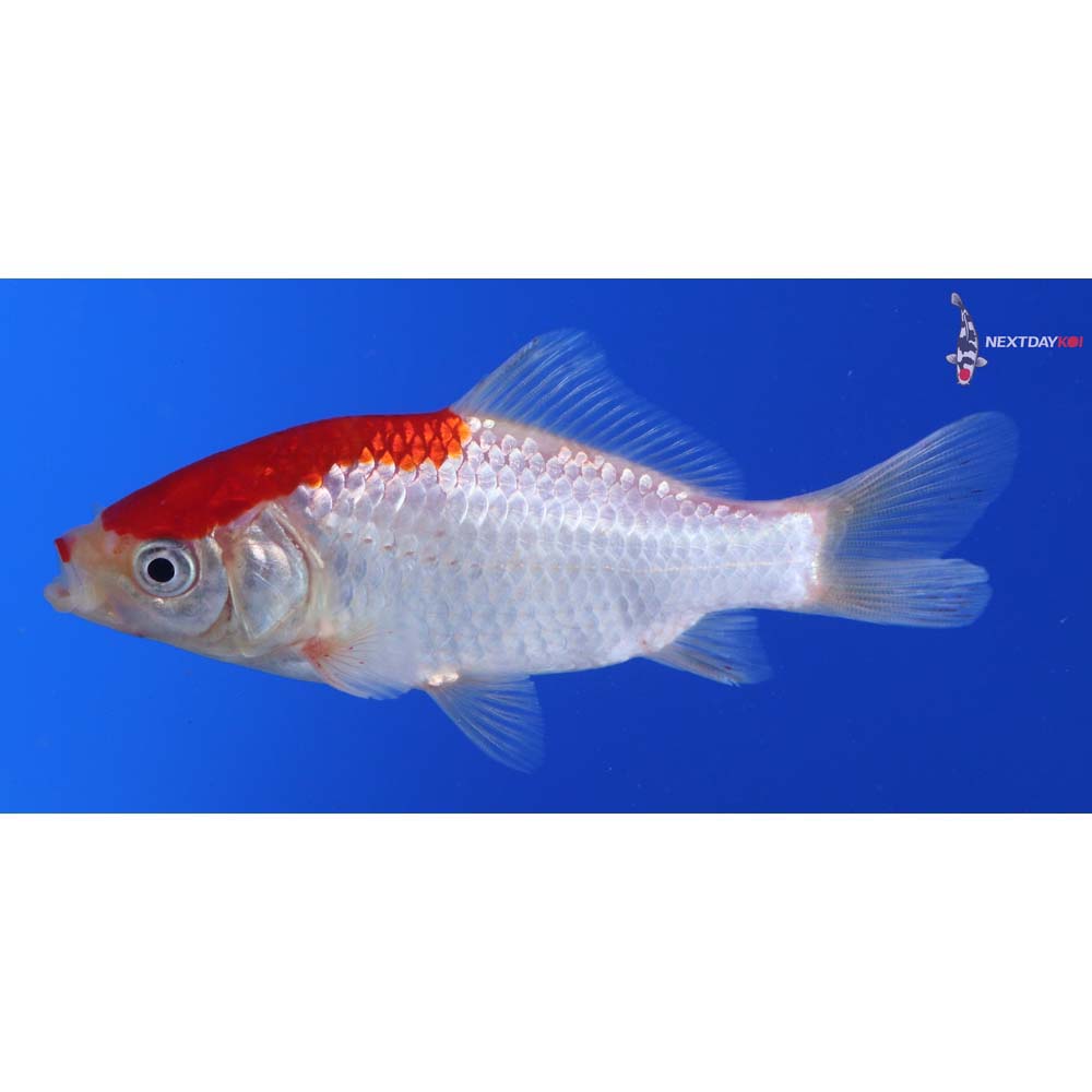 3.5” Imported Sarasa Comet