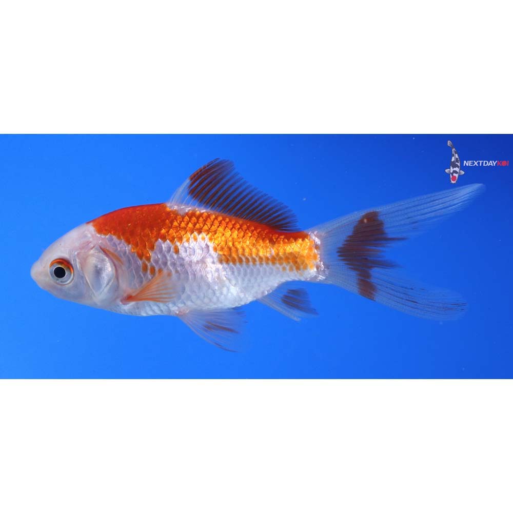 4” Imported Sarasa Comet