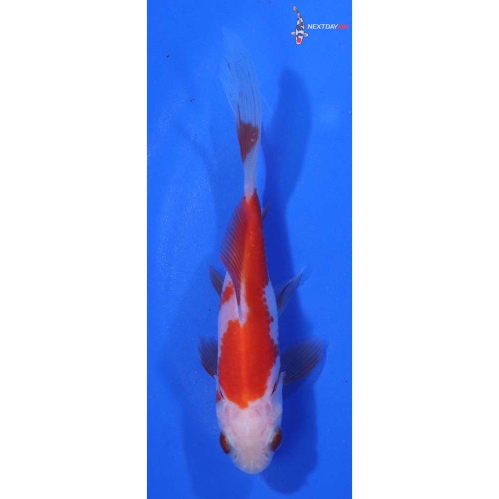 4” Imported Sarasa Comet