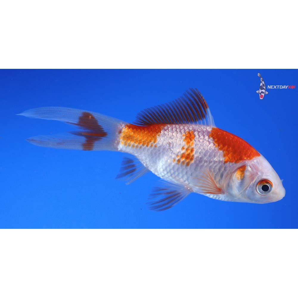 4” Imported Sarasa Comet