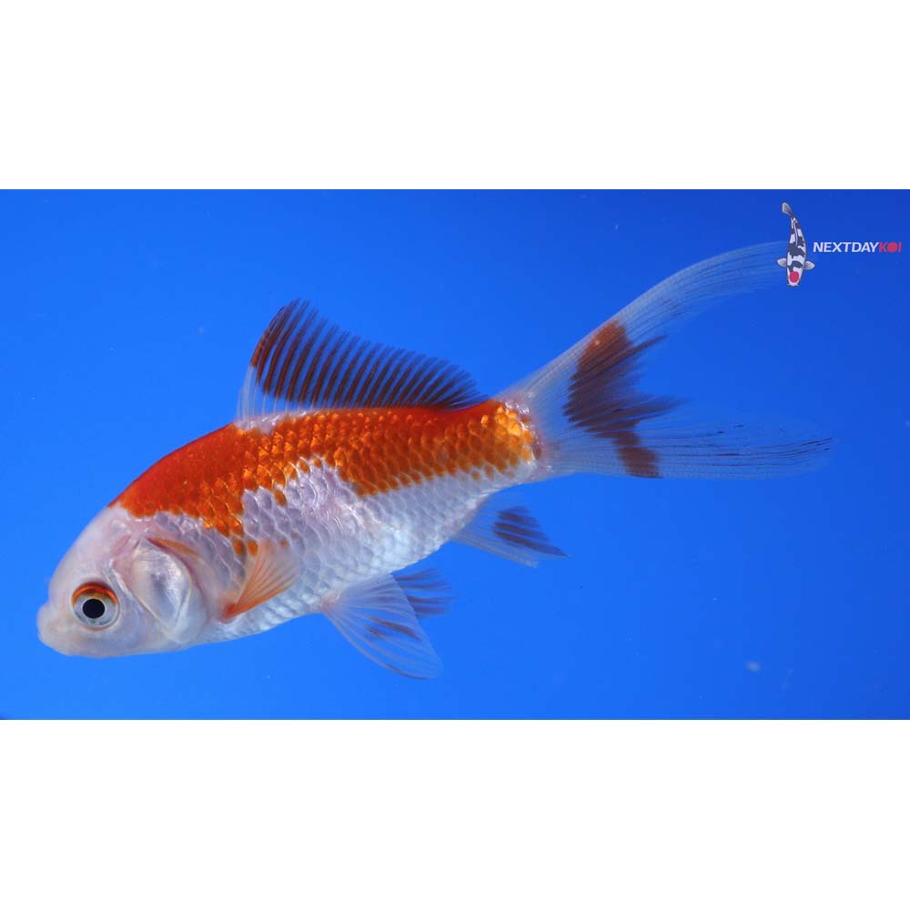 4” Imported Sarasa Comet
