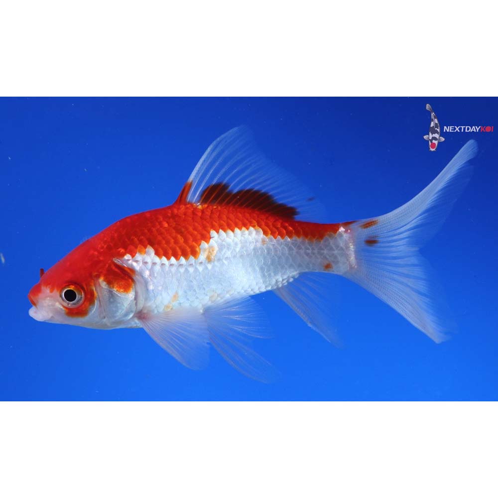 4.5” Imported Male Sarasa Comet