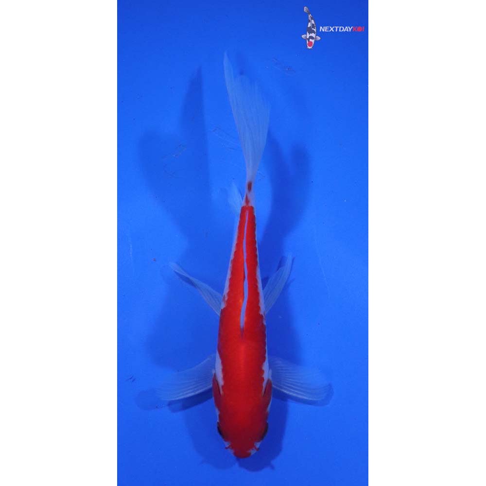 4.5” Imported Male Sarasa Comet