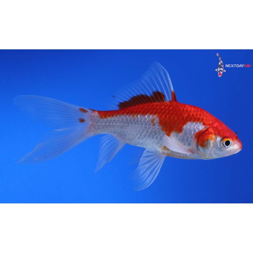 4.5” Imported Male Sarasa Comet