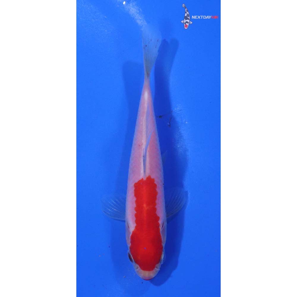 3.5” Imported Sarasa Comet
