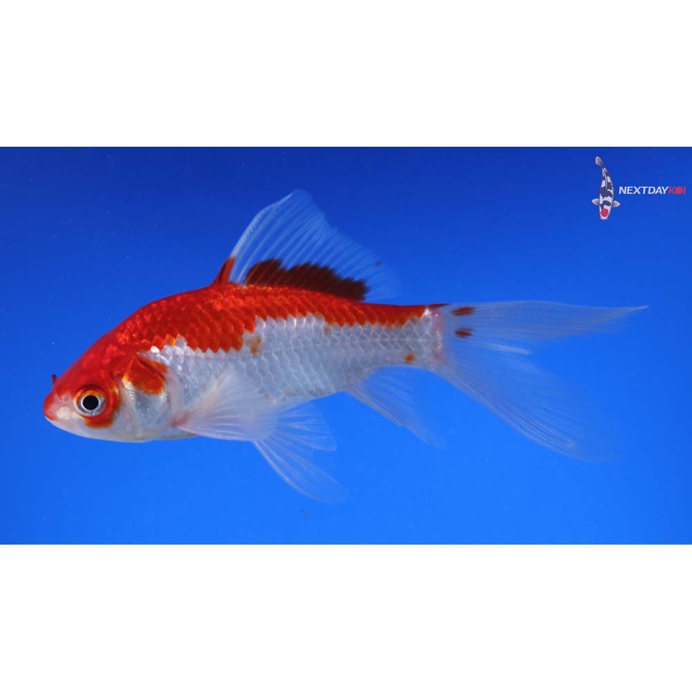 4.5” Imported Male Sarasa Comet