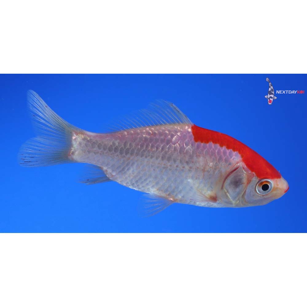 3.5” Imported Sarasa Comet