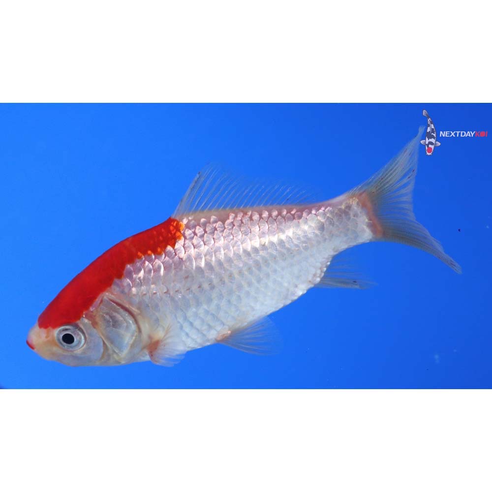 3.5” Imported Sarasa Comet