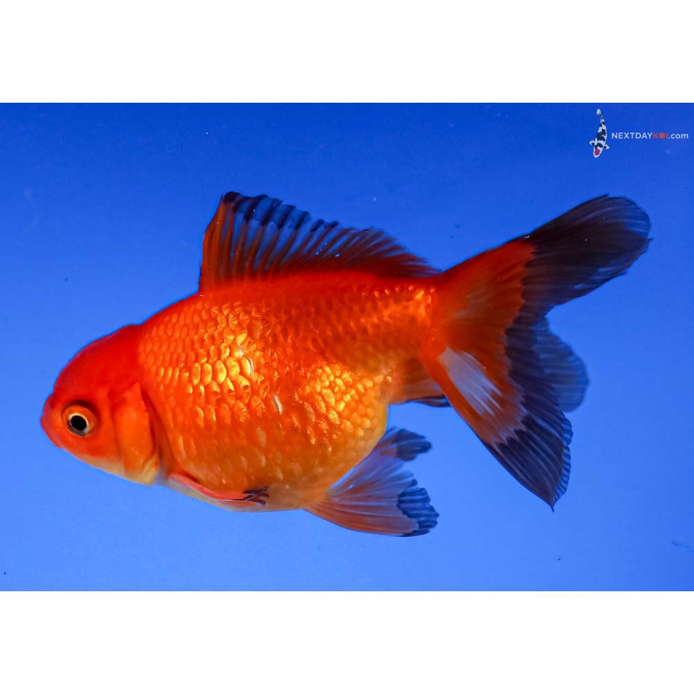 4” Imported Red Pearlscale