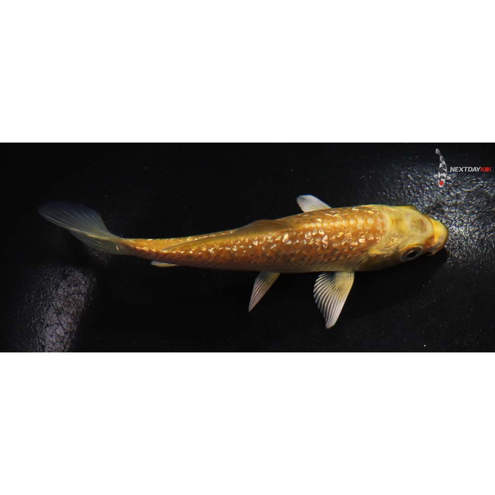 4” Imported Gin Rin Yamabuki Ogon