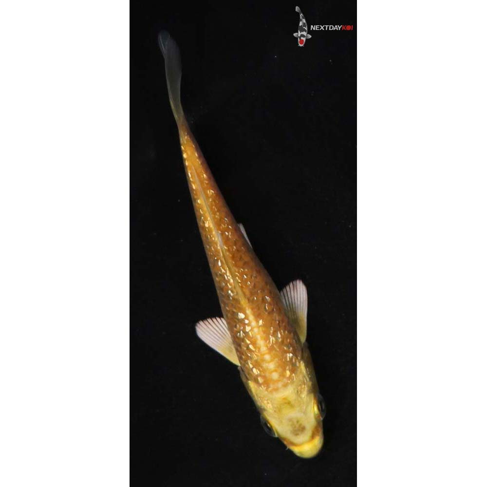 4” Imported Gin Rin Yamabuki Ogon