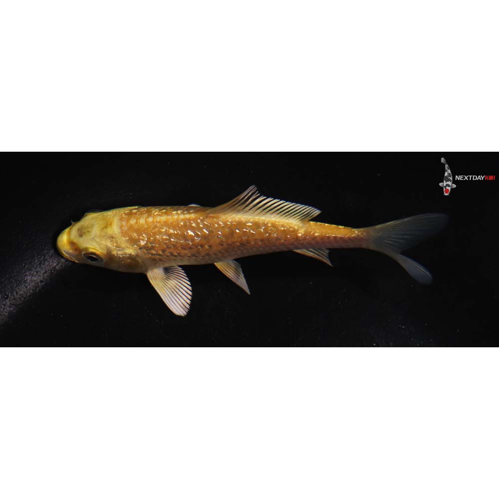 4” Imported Gin Rin Yamabuki Ogon