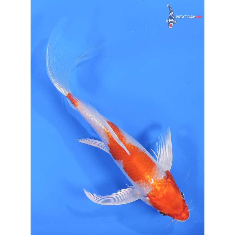 7.5” Imported Hariwake Butterfly Koi
