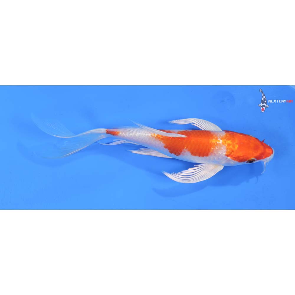 7.5” Imported Hariwake Butterfly Koi