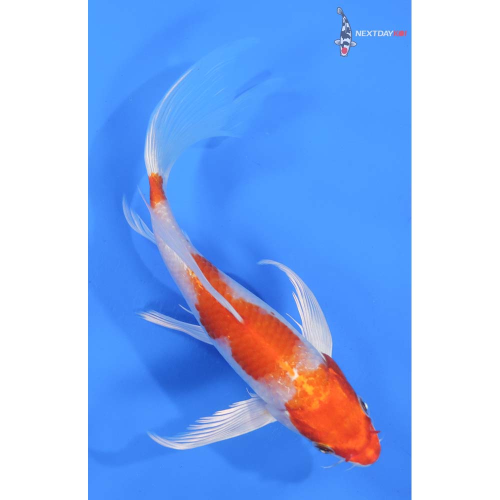 7.5” Imported Hariwake Butterfly Koi