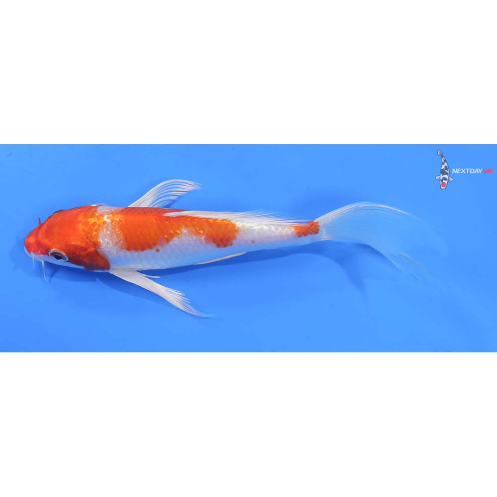 7.5” Imported Hariwake Butterfly Koi