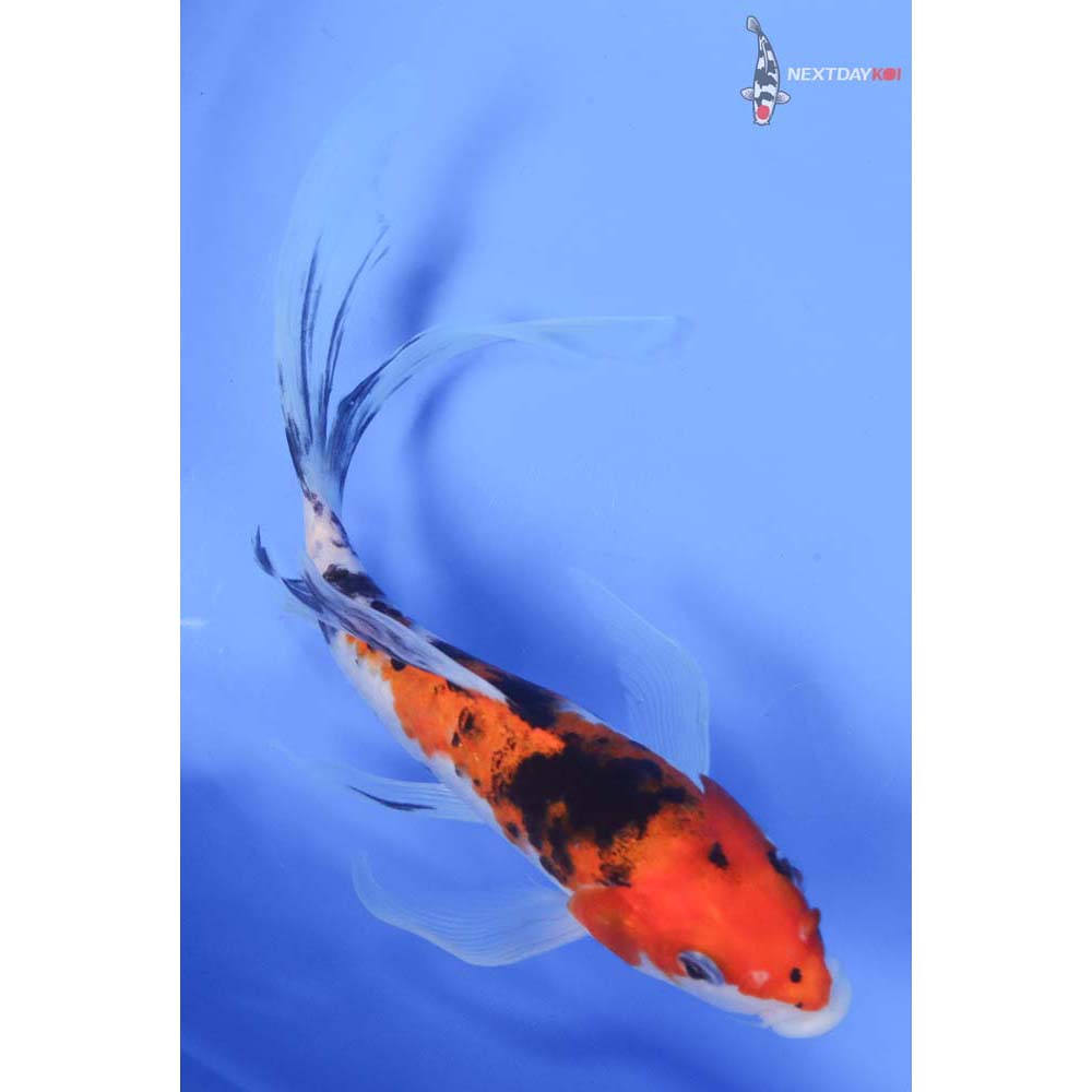 8” Imported Sanke Butterfly Koi