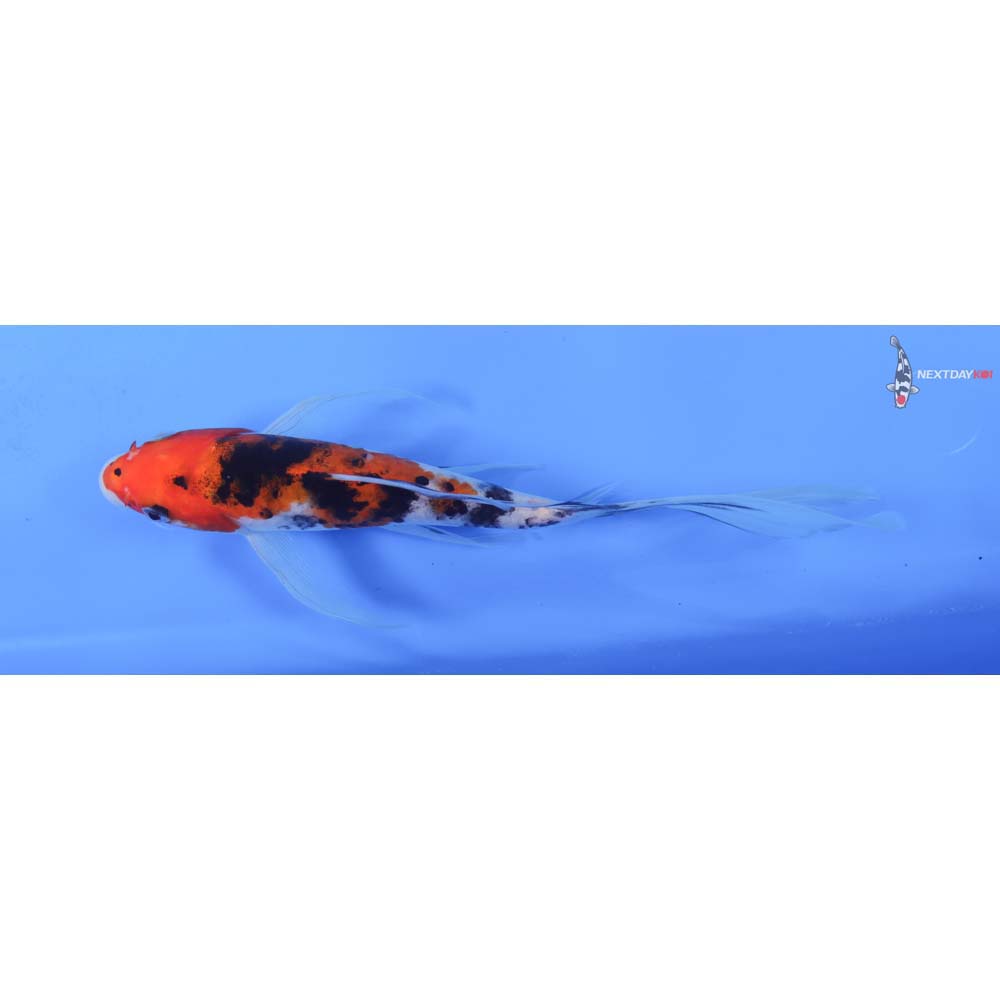 8” Imported Sanke Butterfly Koi