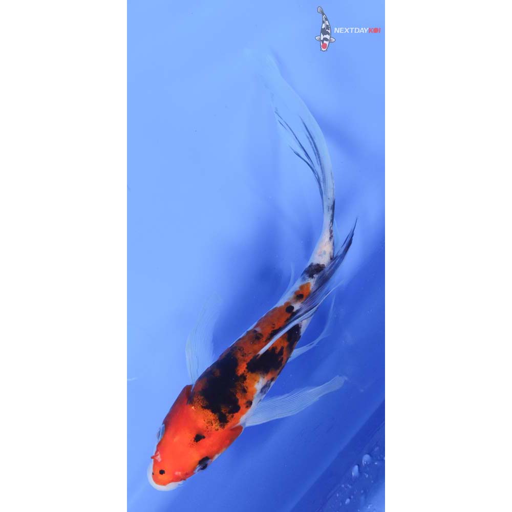 8” Imported Sanke Butterfly Koi