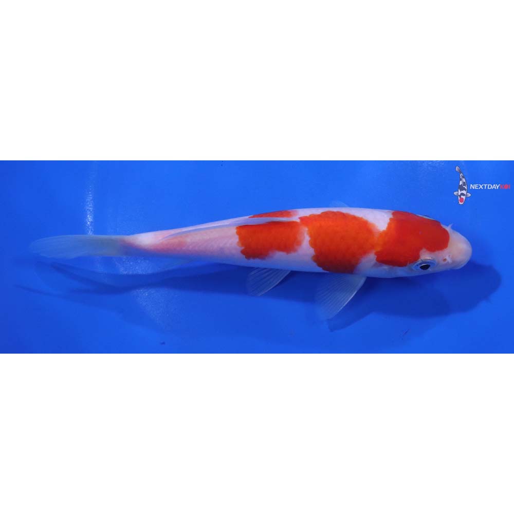 6.5” Imported Kohaku