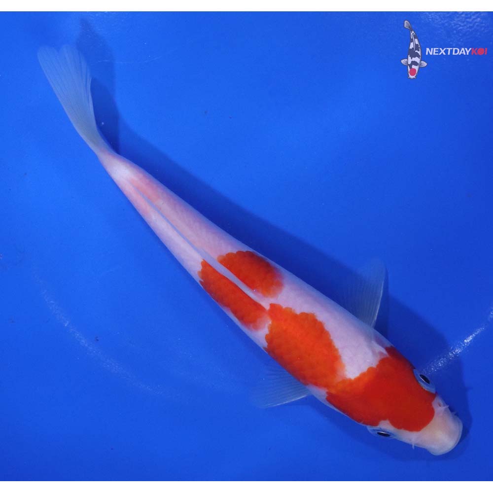 6.5” Imported Kohaku