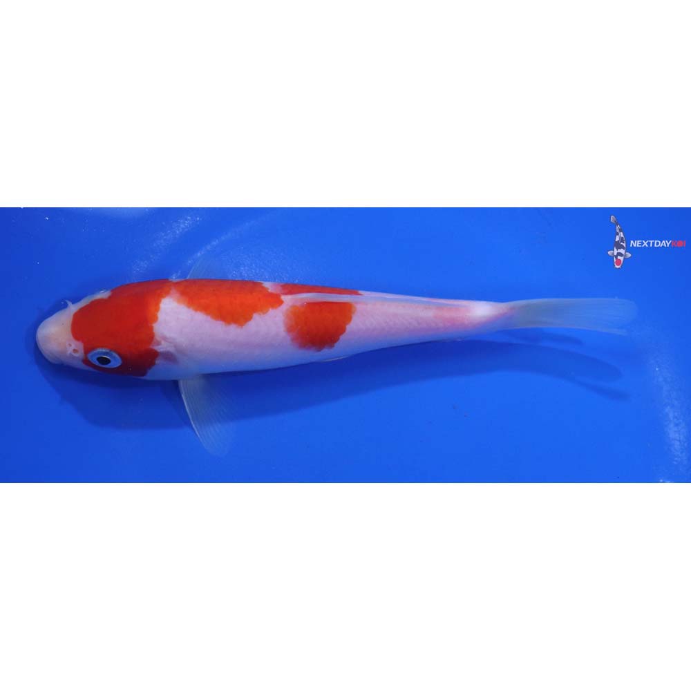 6.5” Imported Kohaku