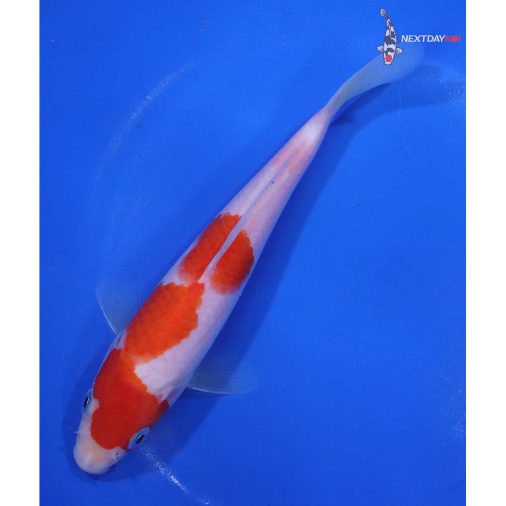 6.5” Imported Kohaku