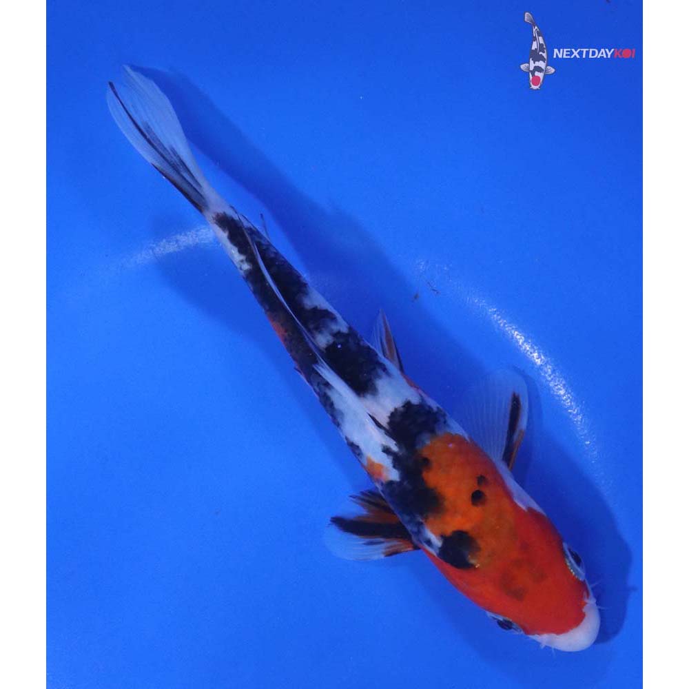 6.5” Imported Sanke