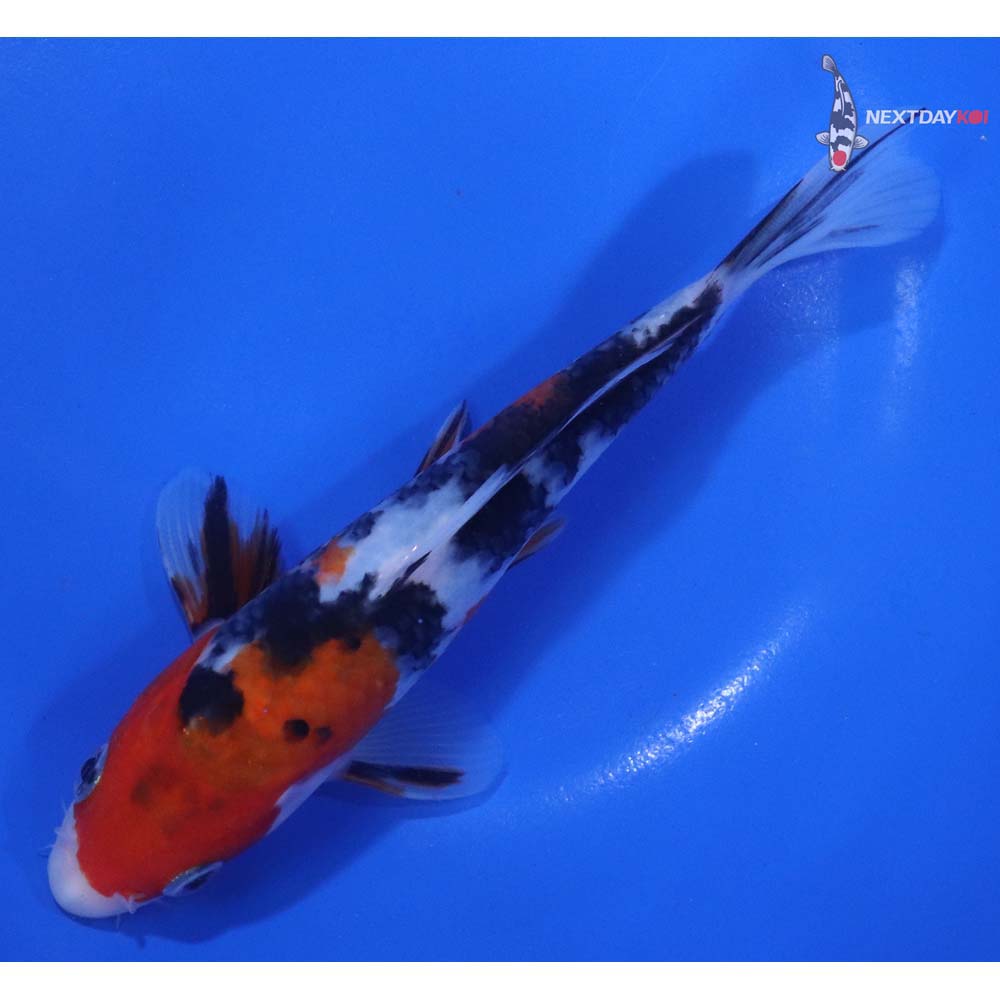 6.5” Imported Sanke