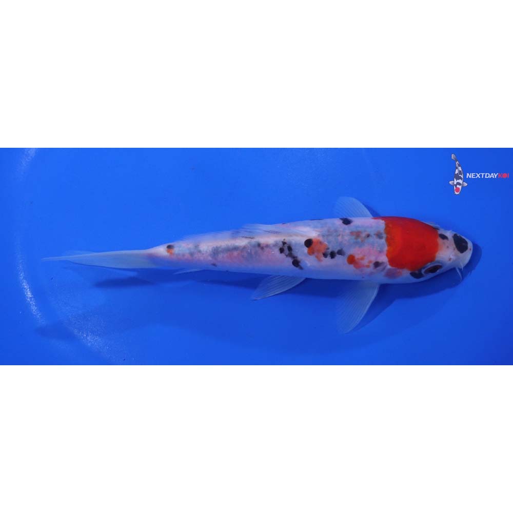 6.5” Imported Sanke