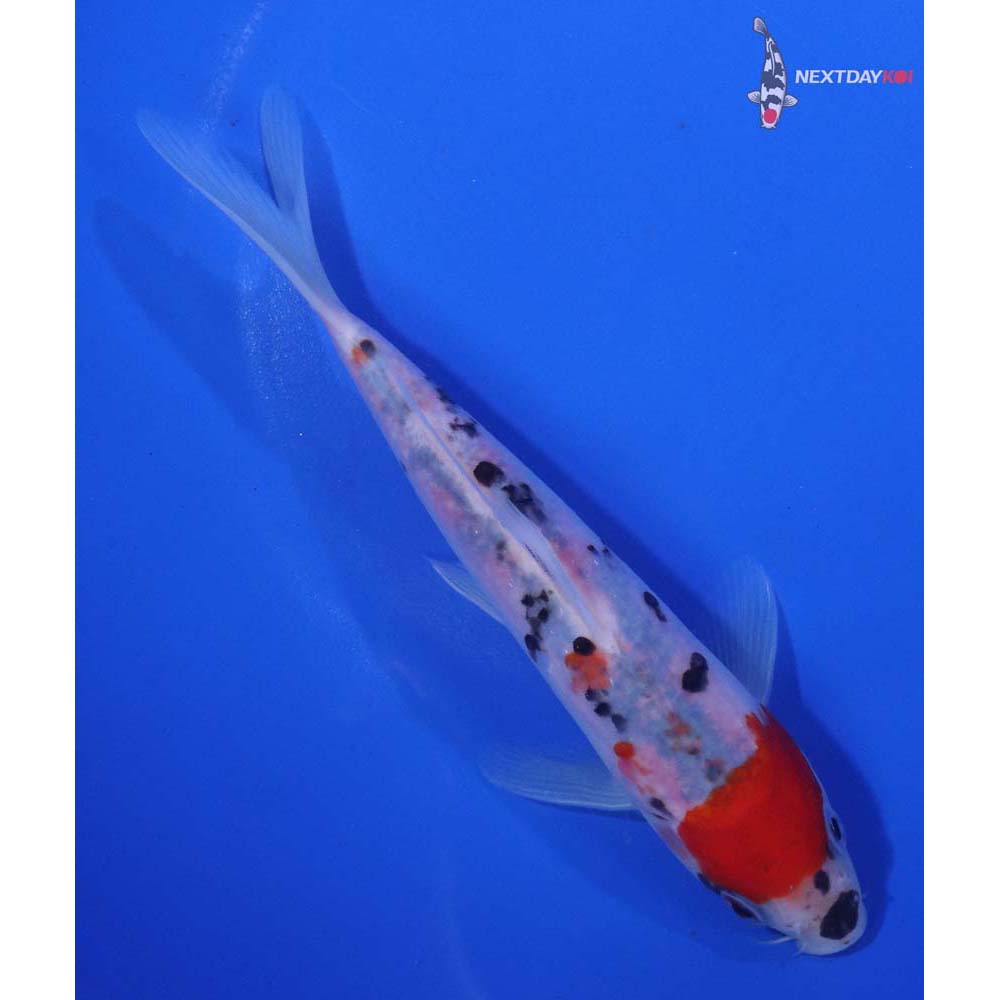 6.5” Imported Sanke