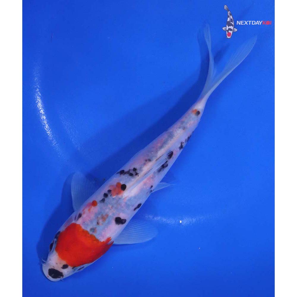 6.5” Imported Sanke
