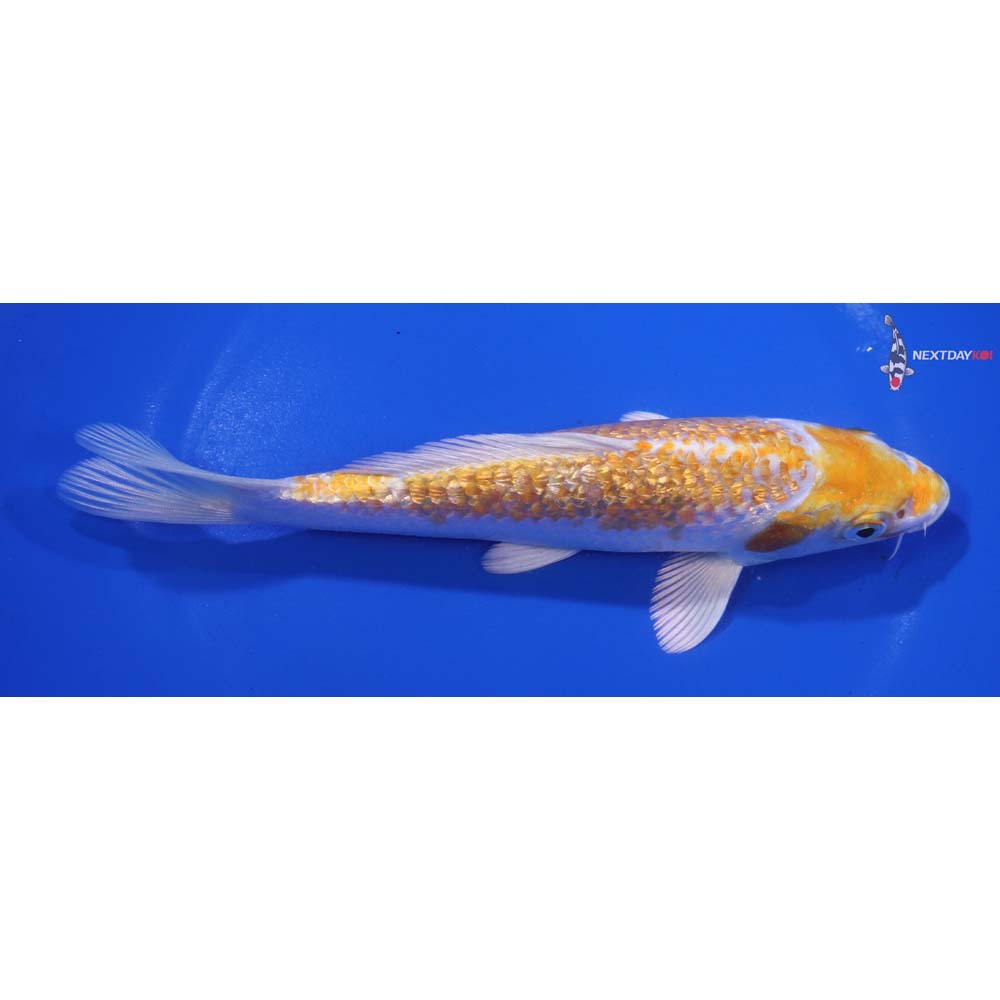 7” Imported Gin Rin Lemon Hariwake