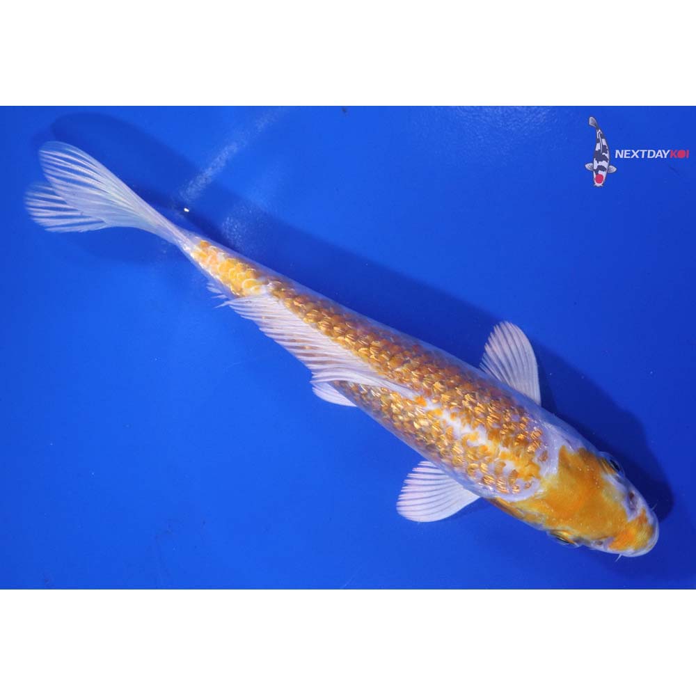7” Imported Gin Rin Lemon Hariwake