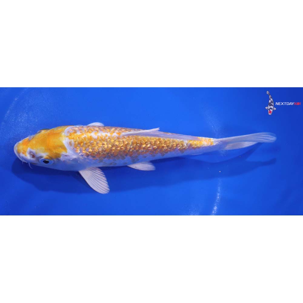 7” Imported Gin Rin Lemon Hariwake