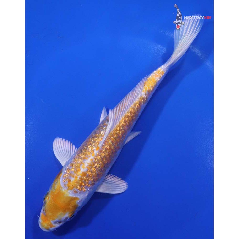 7” Imported Gin Rin Lemon Hariwake