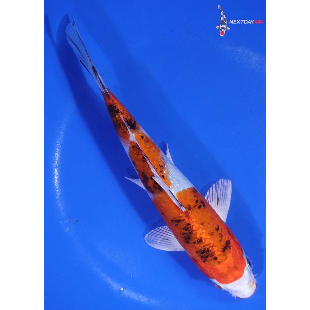 7” Imported Yamato Nishiki
