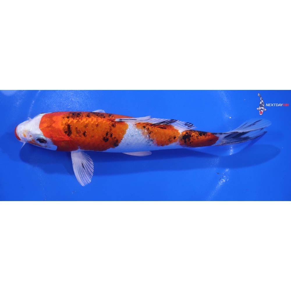 7” Imported Yamato Nishiki