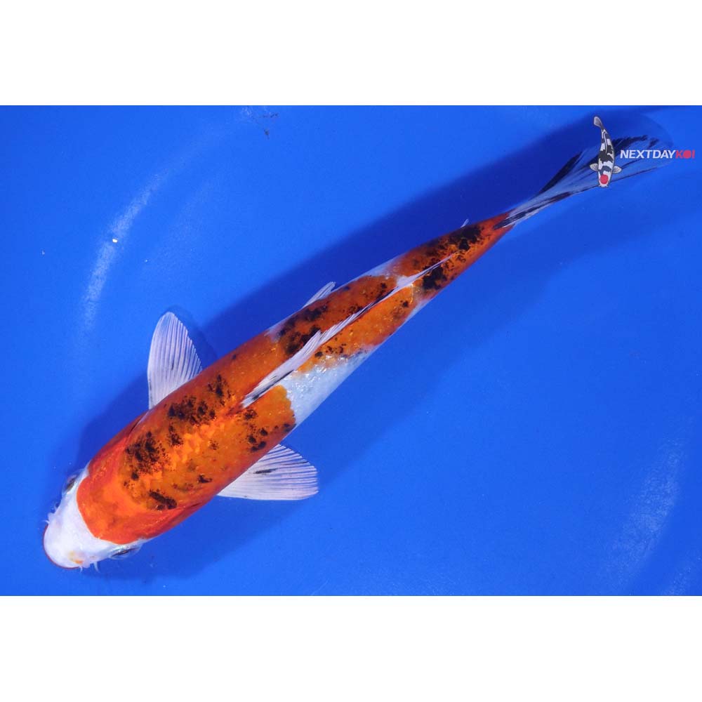 7” Imported Yamato Nishiki