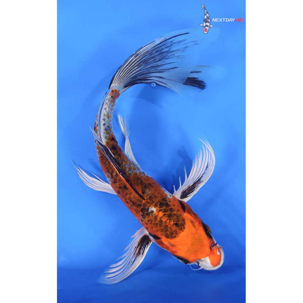 10” Imported Kujaku Butterfly Koi